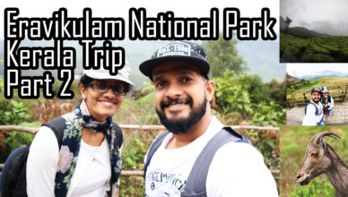 Eravikulam National Park | Munnar | Nilgiri Tahr | Neelakurinji