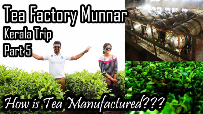 How Tea is Manufactured? | Munnar Tea Factory Visit