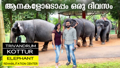 Kottur Kappukadu Elephant Rehabilitation Centre